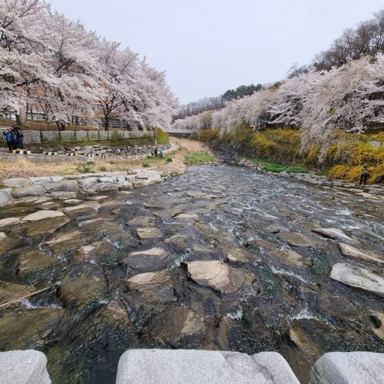 Cherry Blossom Hidden Gem-Uksucheon Promenade trees